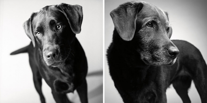 Как стареют собаки: трогательный фотопроект