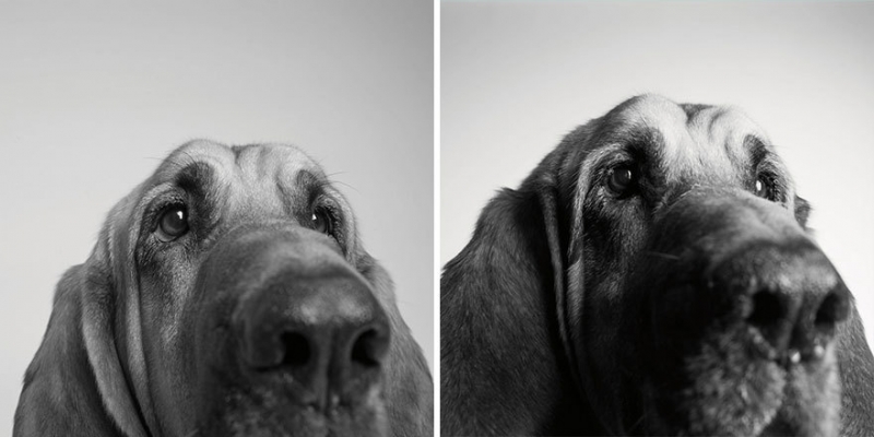 Как стареют собаки: трогательный фотопроект