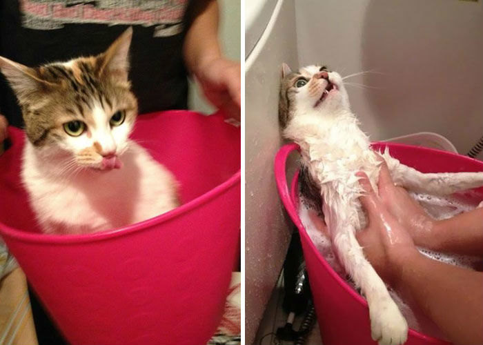 Забавные преображения. Как выглядят наши животные до мытья и сразу после него