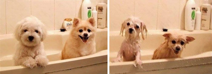 Забавные преображения. Как выглядят наши животные до мытья и сразу после него