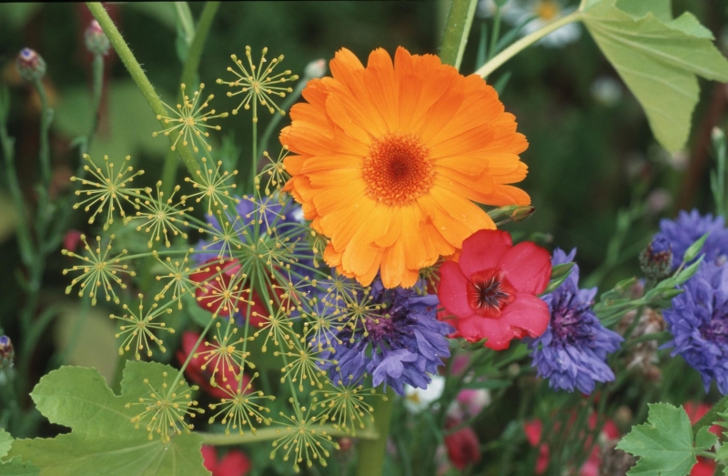Растения против вредителей: бархатцы, мята и еще 7 цветов, которые защитят ваш сад