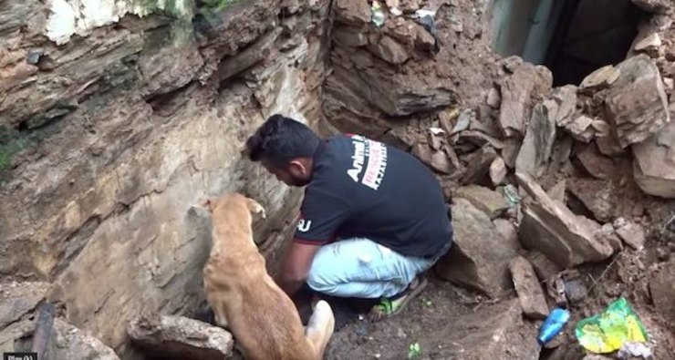 Собака умоляла людей спасти ее заживо погребенных щенят. И помощь пришла (видео)