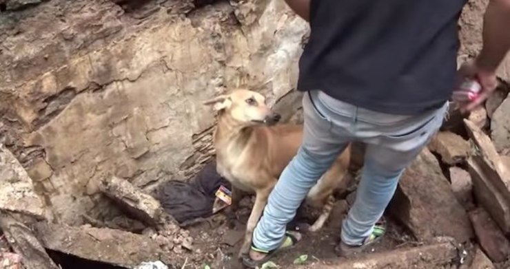 Собака умоляла людей спасти ее заживо погребенных щенят. И помощь пришла (видео)