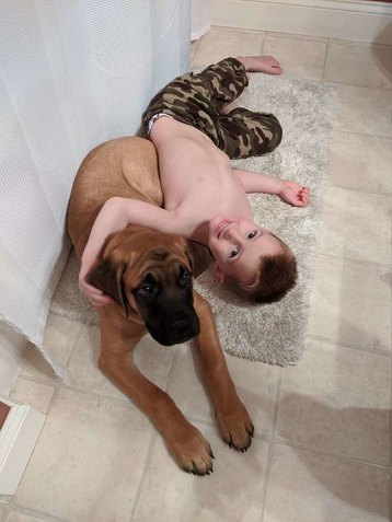 Собака встала в угол — чтобы поддержать нашкодившего малыша
