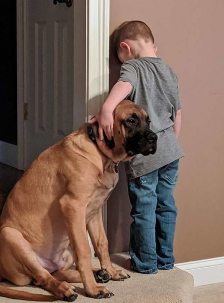Собака встала в угол — чтобы поддержать нашкодившего малыша