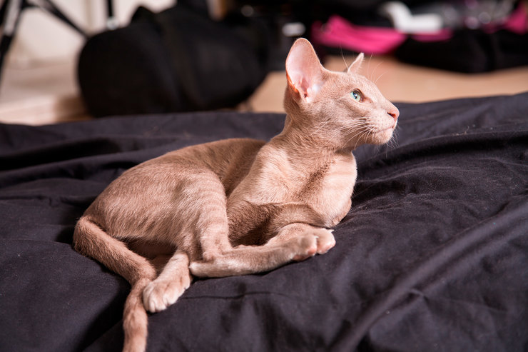 7 безопасных пород кошек для людей с аллергией на шерсть