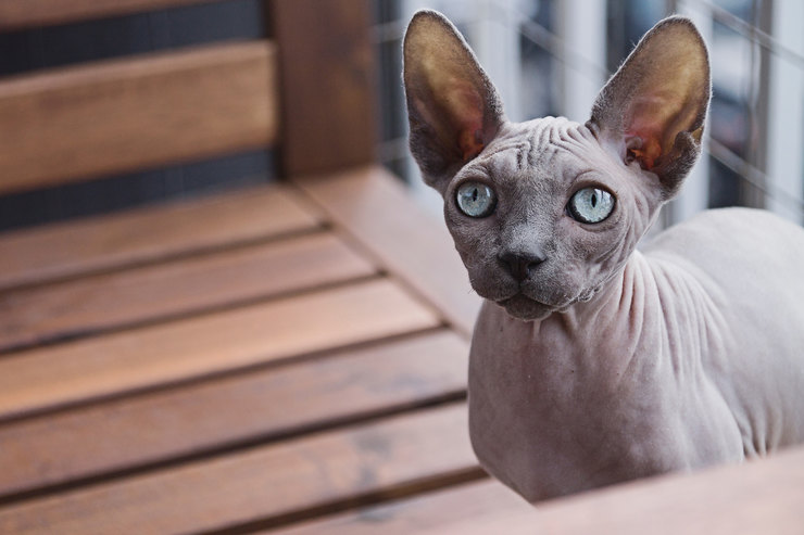 7 безопасных пород кошек для людей с аллергией на шерсть