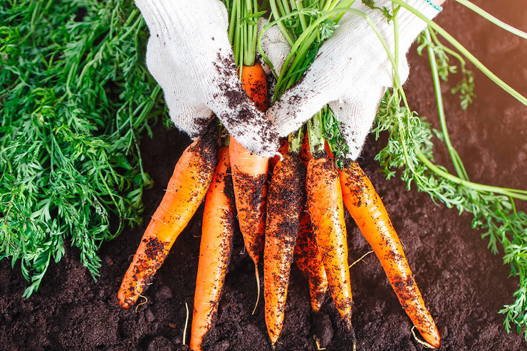 Морковь, клубника и еще 6 растений, которые обожают золу
