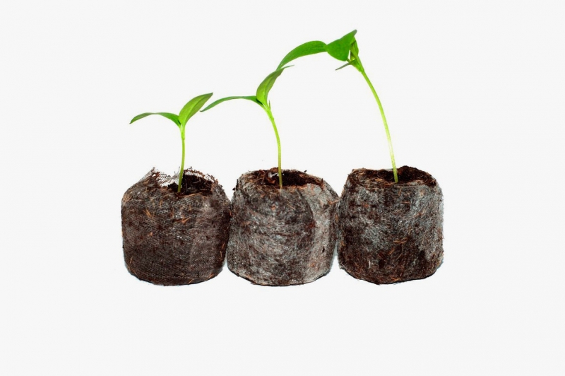 10 нужных вещей, чтобы вырастить рассаду на подоконнике