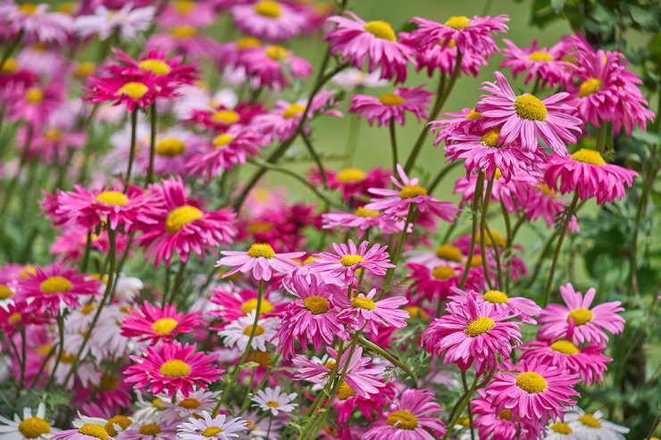 Растения против вредителей: бархатцы, мята и еще 7 цветов, которые защитят ваш сад