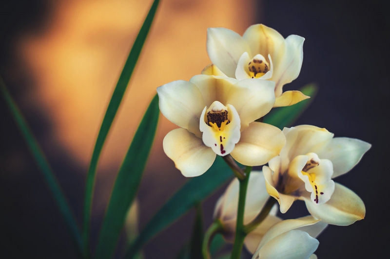 Орхидеи для новичков: простые советы по выращиванию