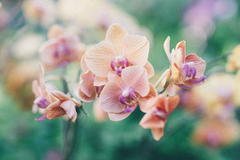 Орхидеи для новичков: простые советы по выращиванию